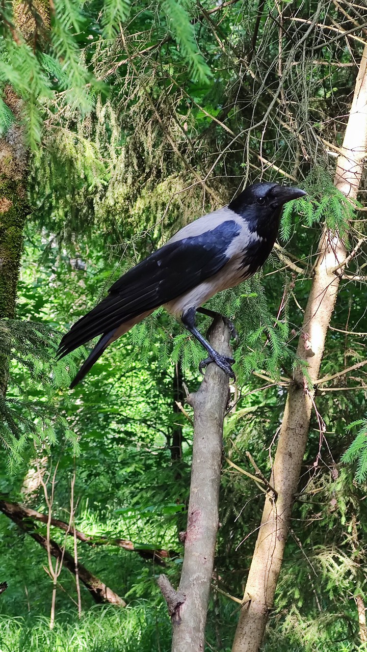 crop of previous photo