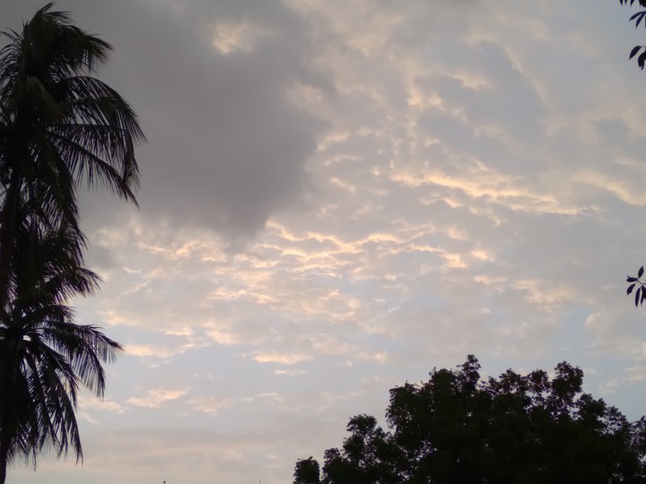 cloud tree