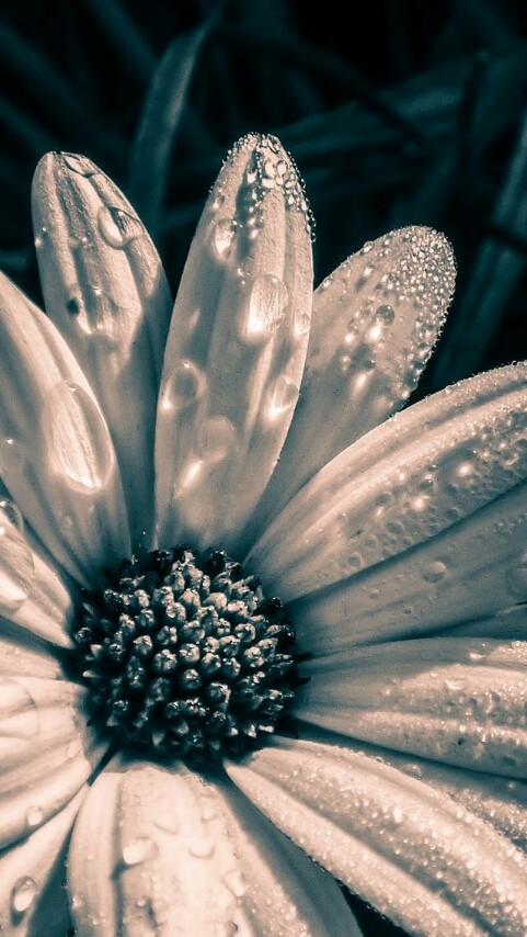 black and white