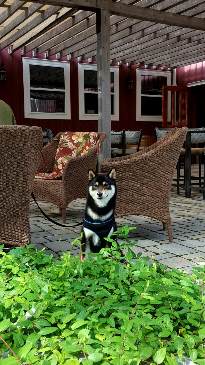Dog and winery!