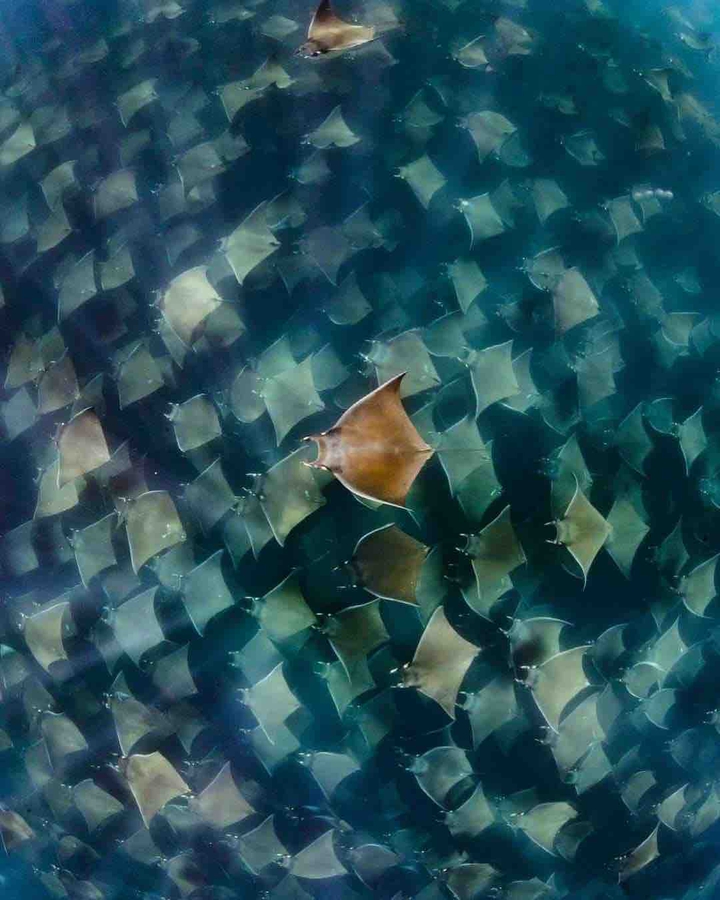 ray swarm