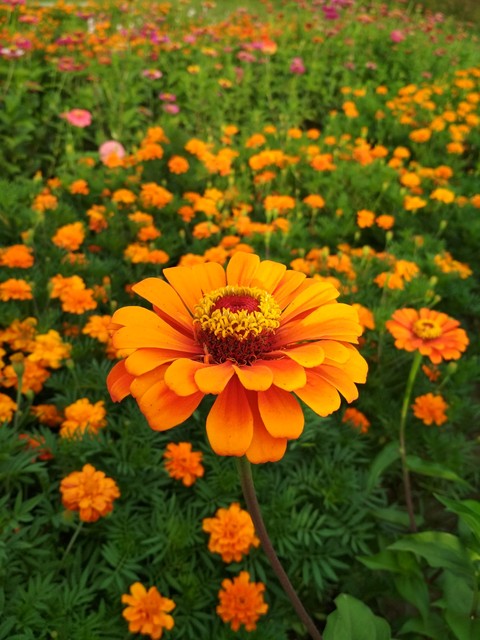 zinnia
