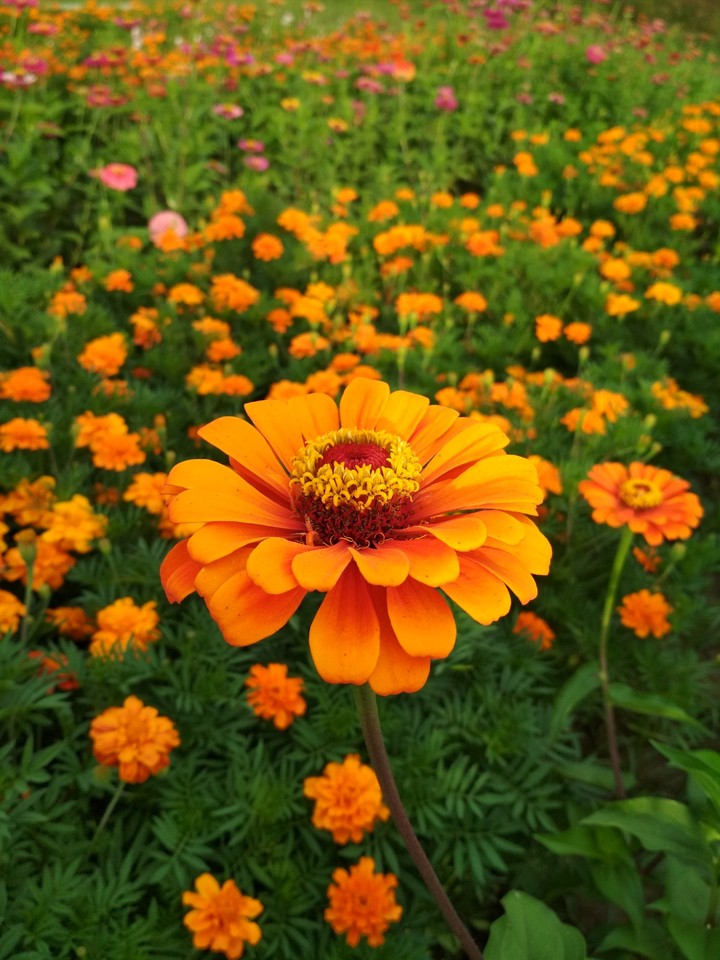 zinnia