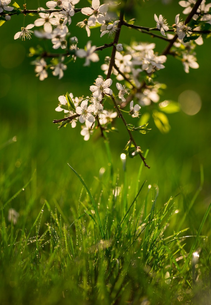 Sherry blossoms