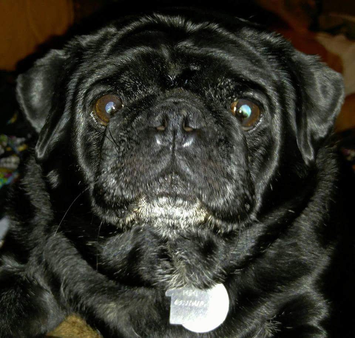Popo the pug