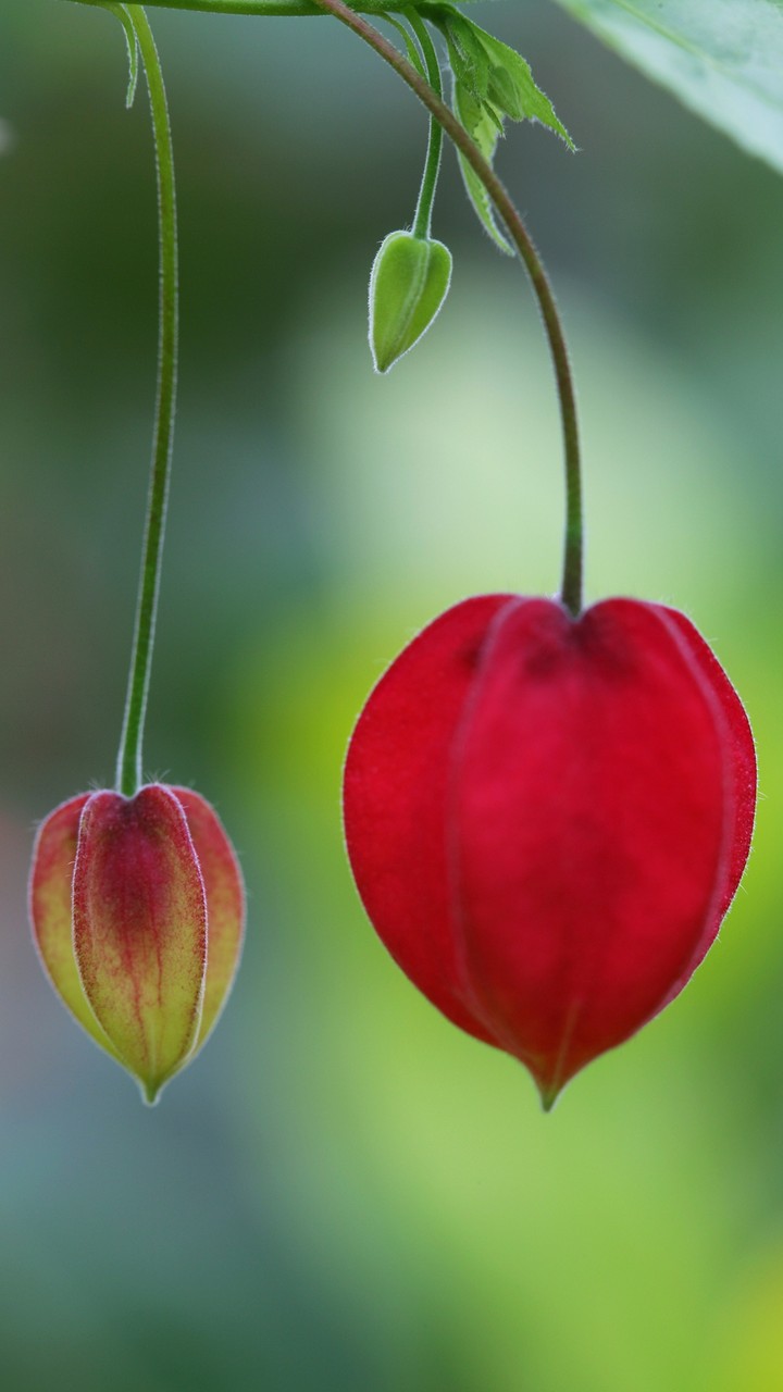 Red Plant