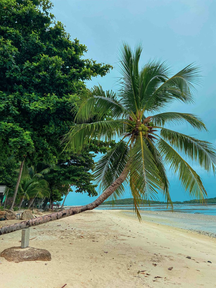 palm on the beach