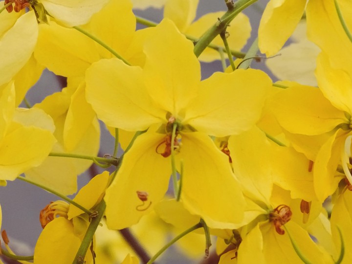 Yellow flowers