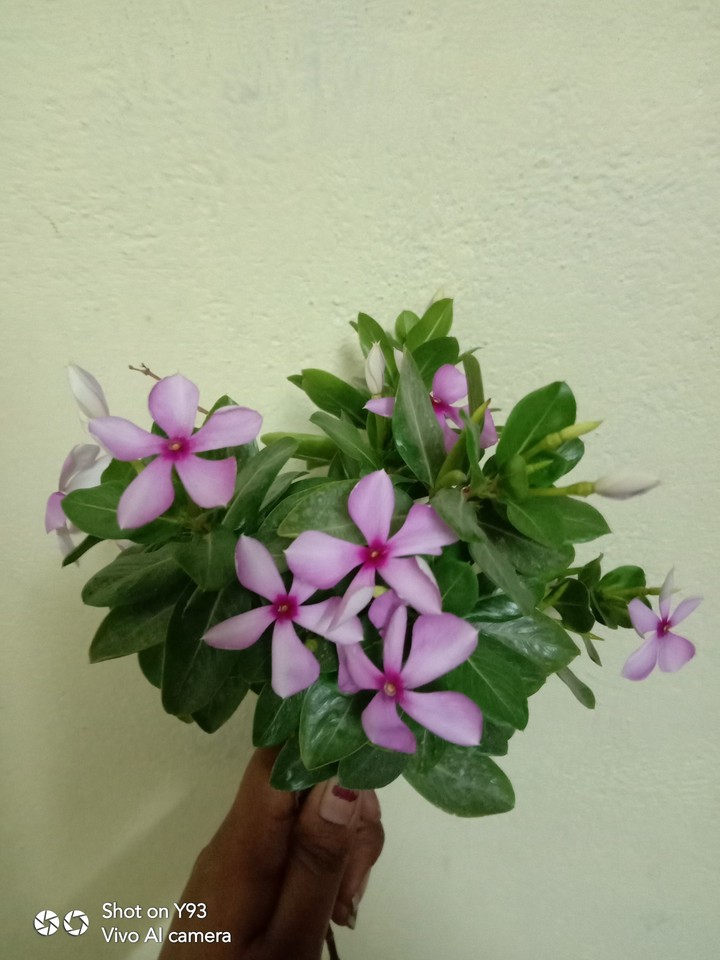 flower