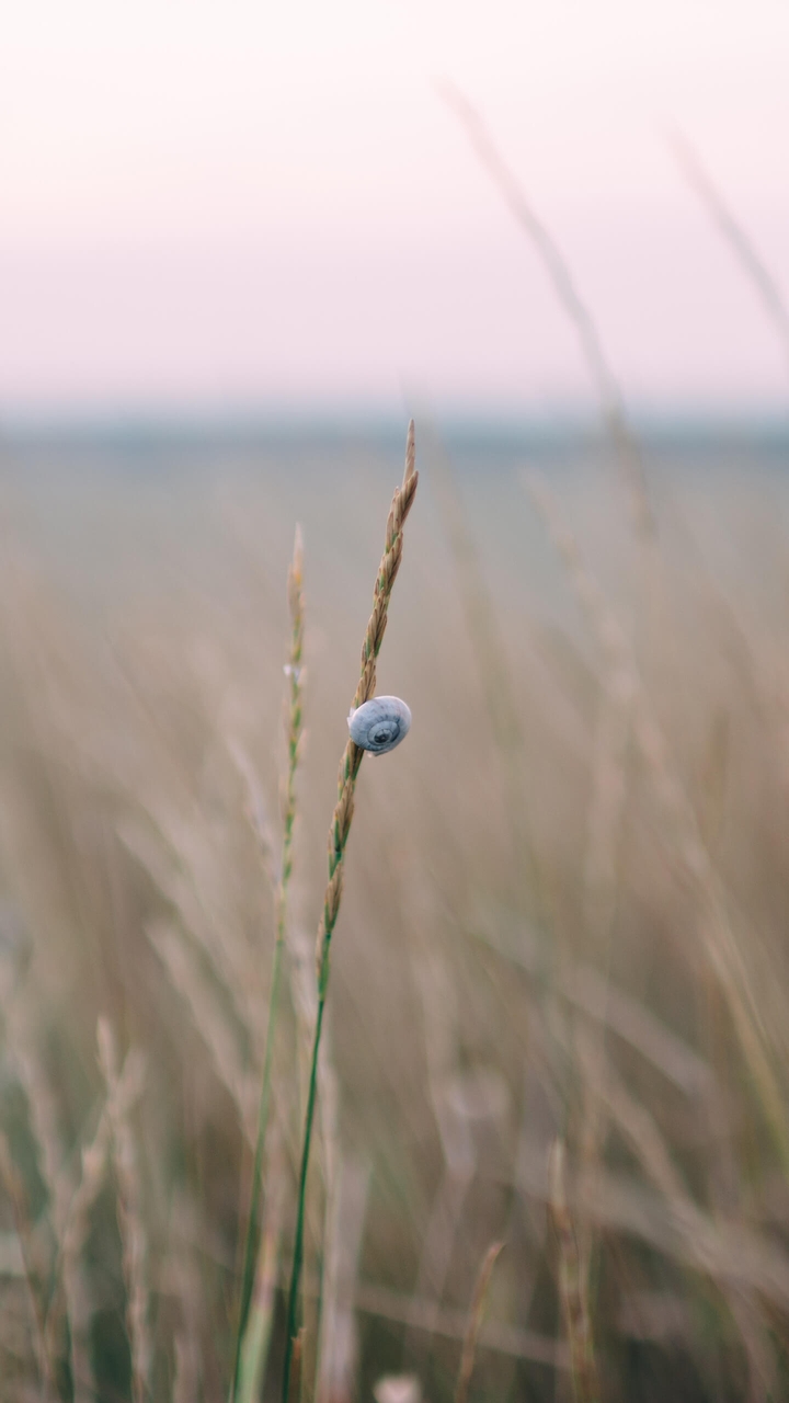 little snail