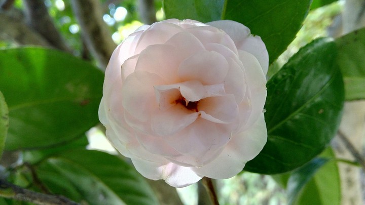 Japanese camellia