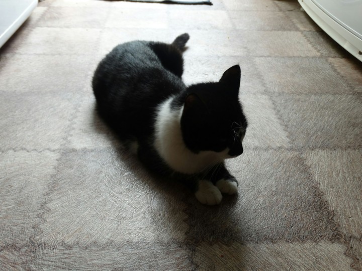 кошка