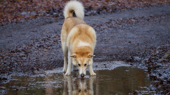 Husky inner Wolf