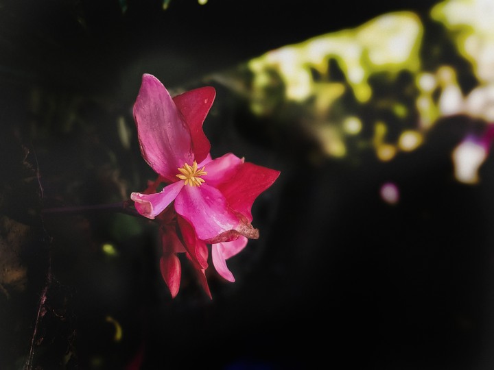 If Flowers Decided to Talk