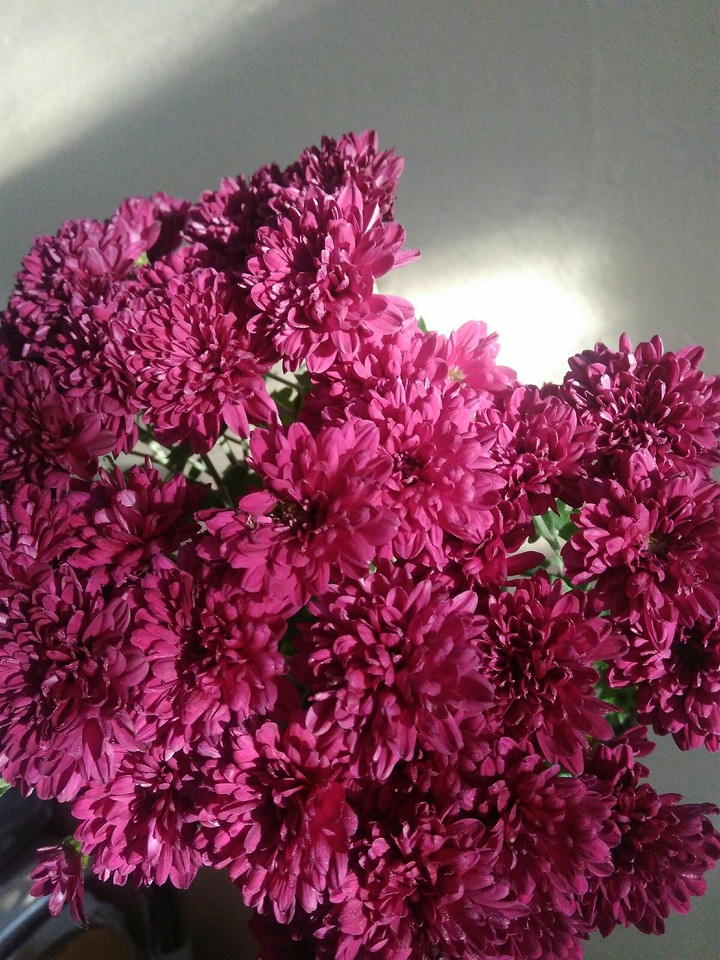 chrysanthemum