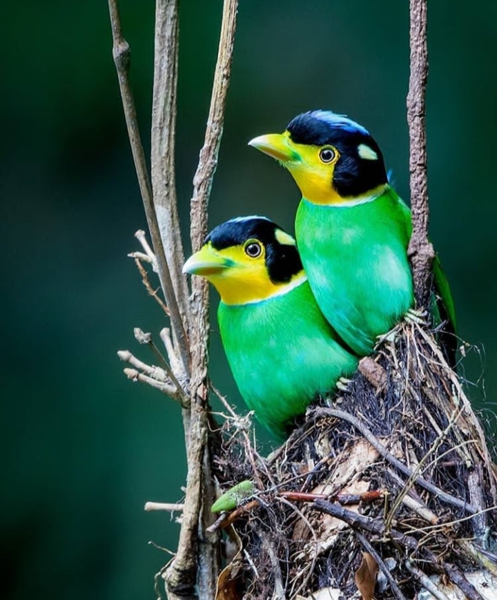 Birds