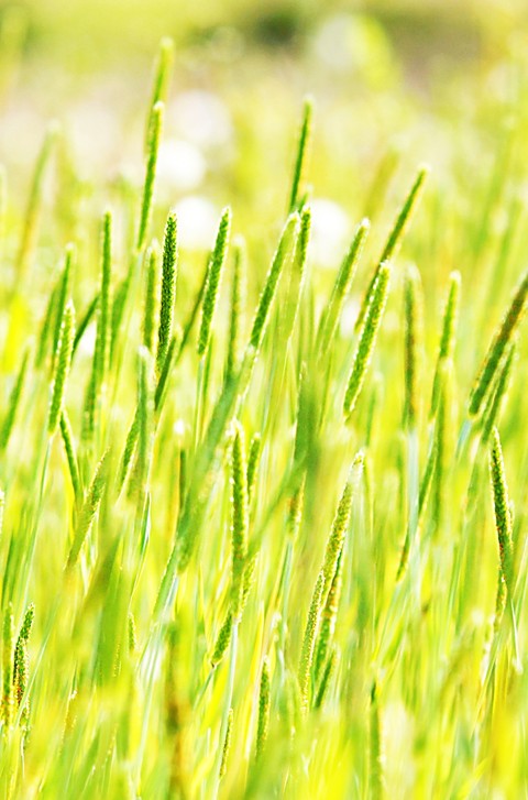 crop, agriculture Hintergrundbilder