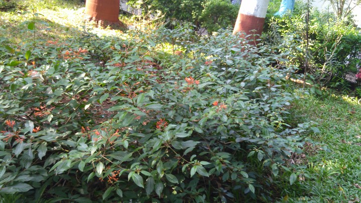 .....See Green Nature......