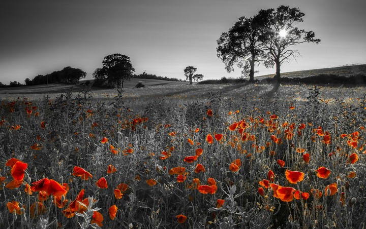Flores