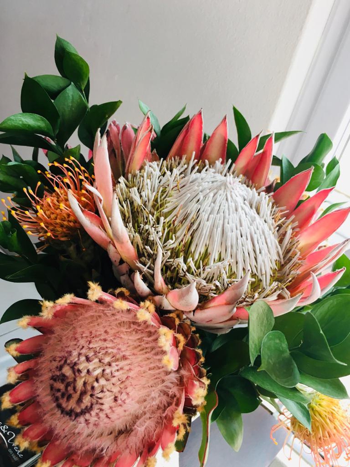 Protea