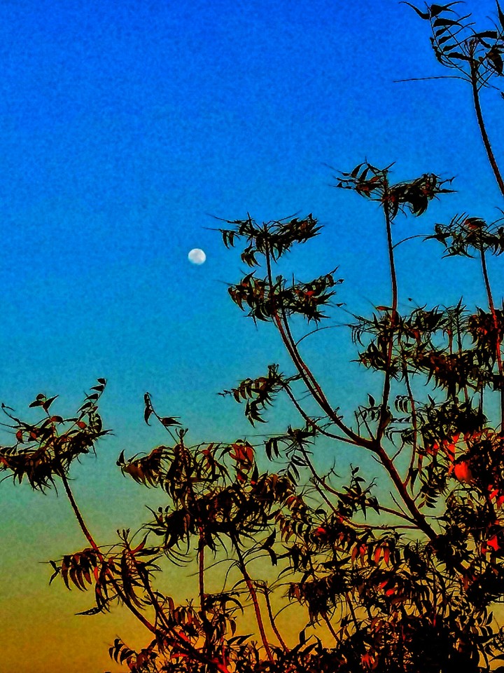 Artistic Moon