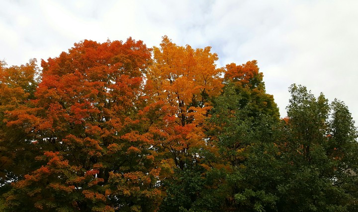 Fall leaves