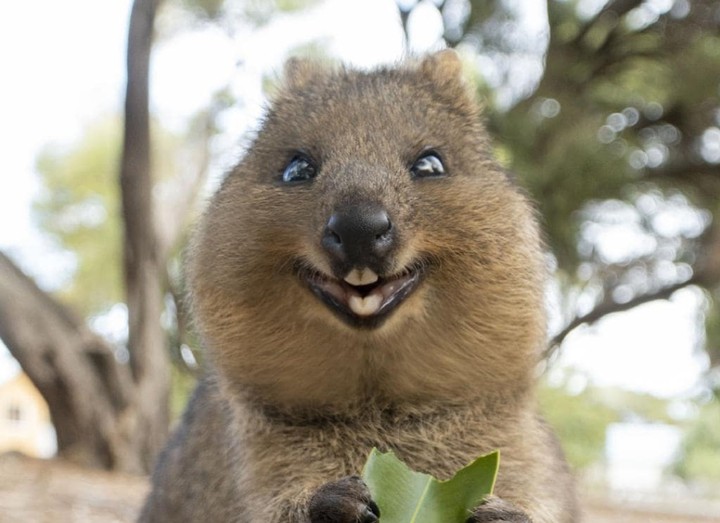 QUOKKA