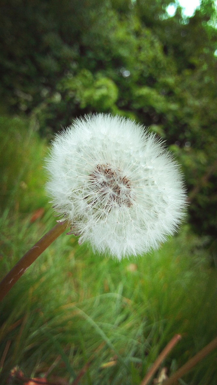 Dandelion Clock