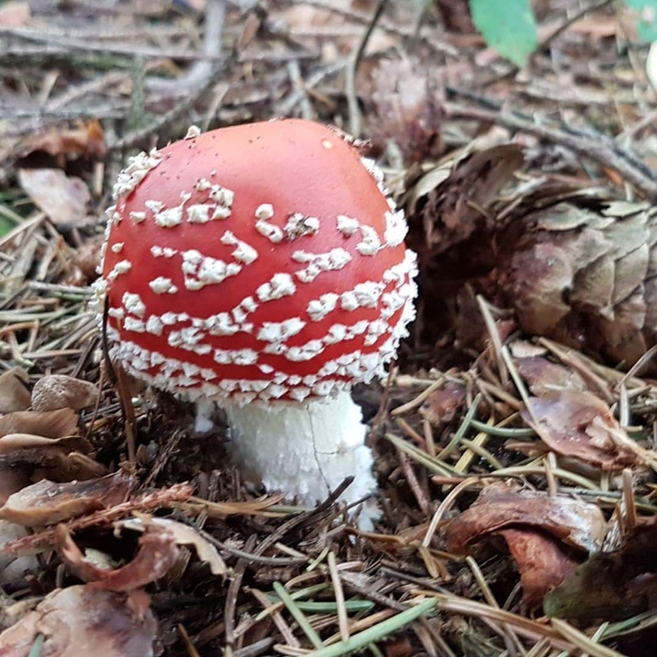 #Toadstool