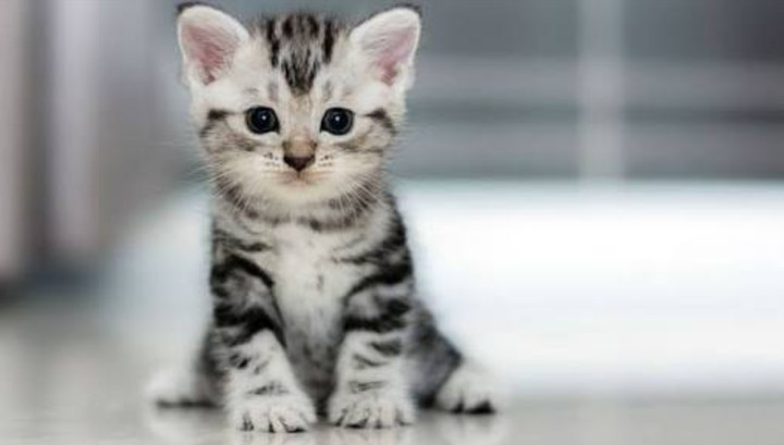 Puppy Cat