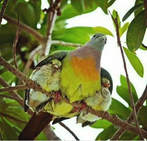 Beautiful Nature Mother