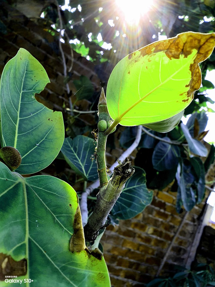 Sun shadow