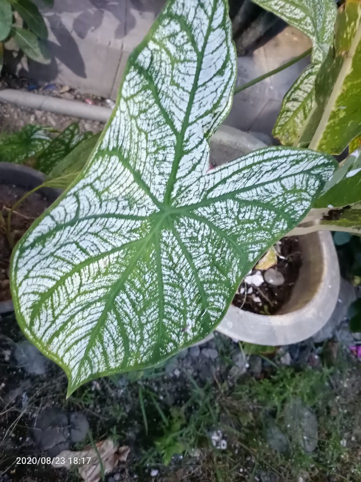 #greensndwhite