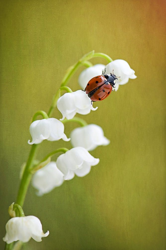 ladybird