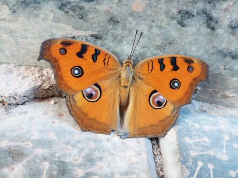 butterfly
