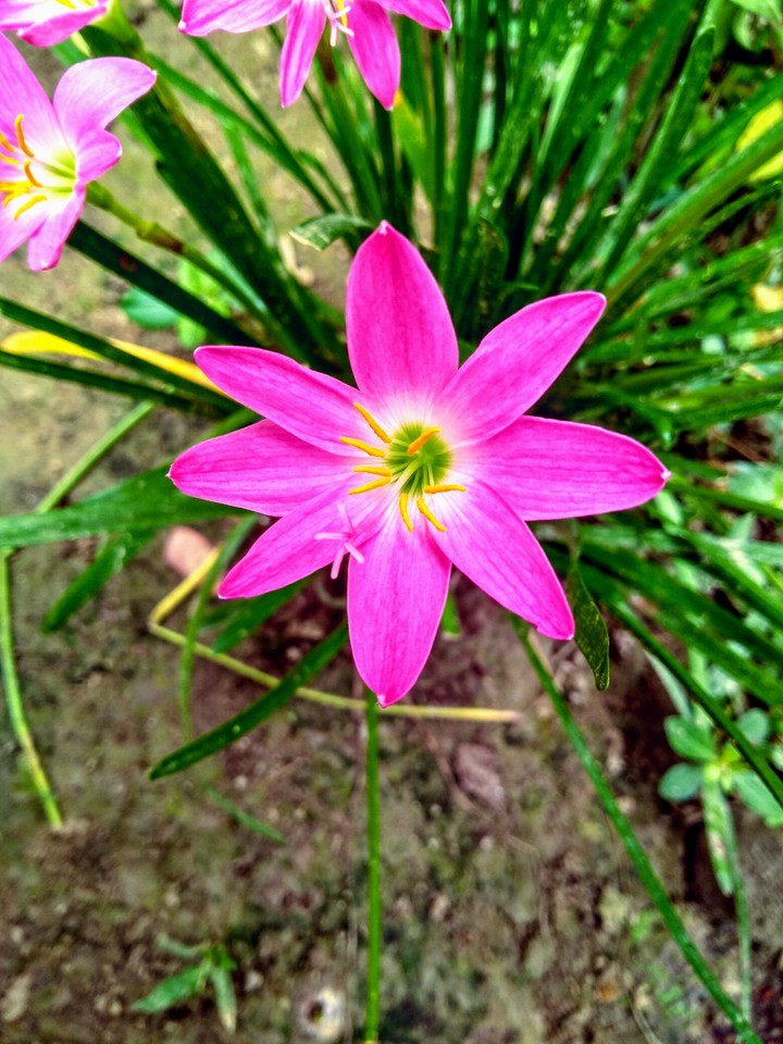beauty
