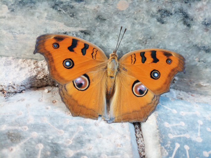 butterfly