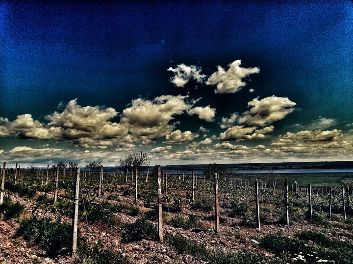 Grapes loading