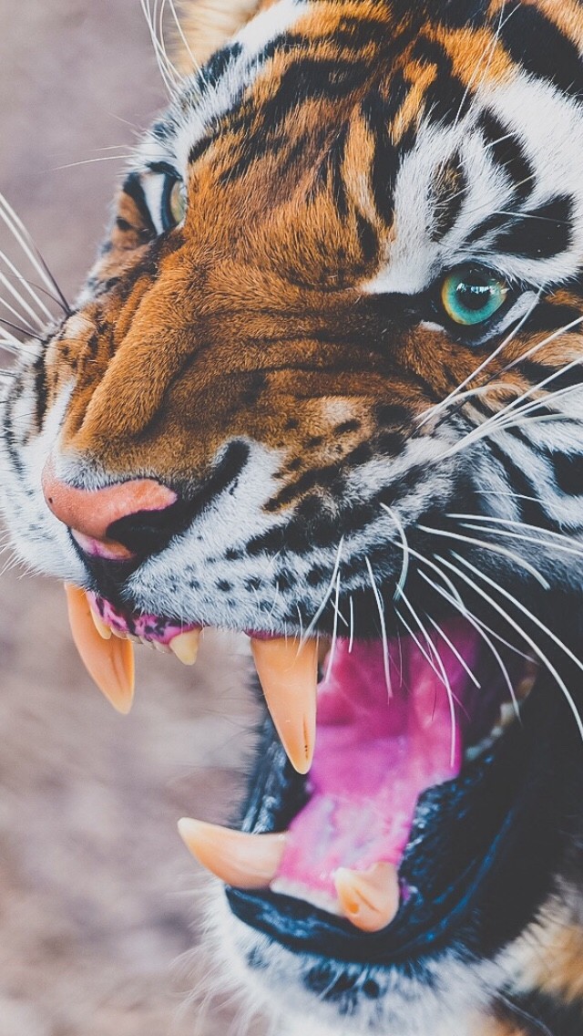 tiger