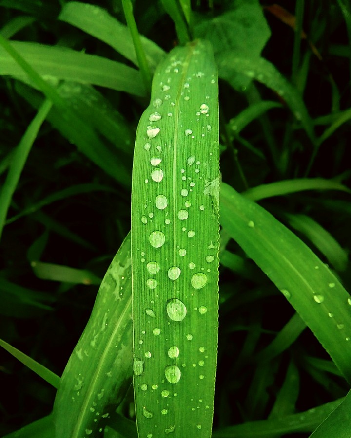 freshness
