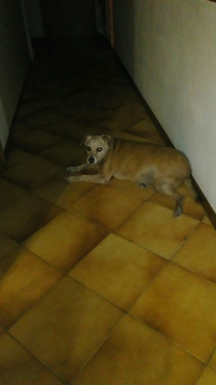 tobia