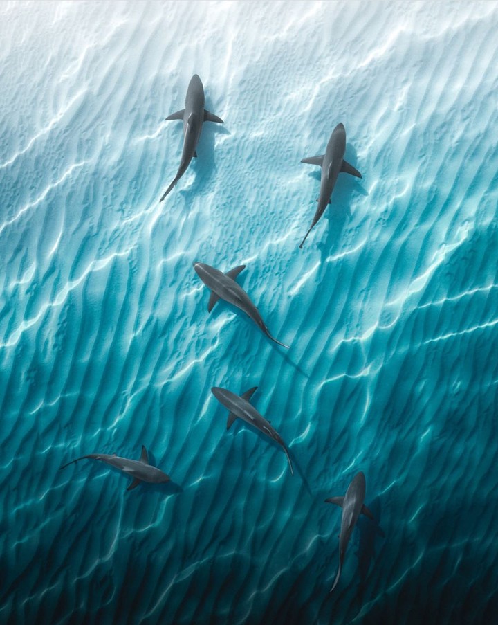 Shark
