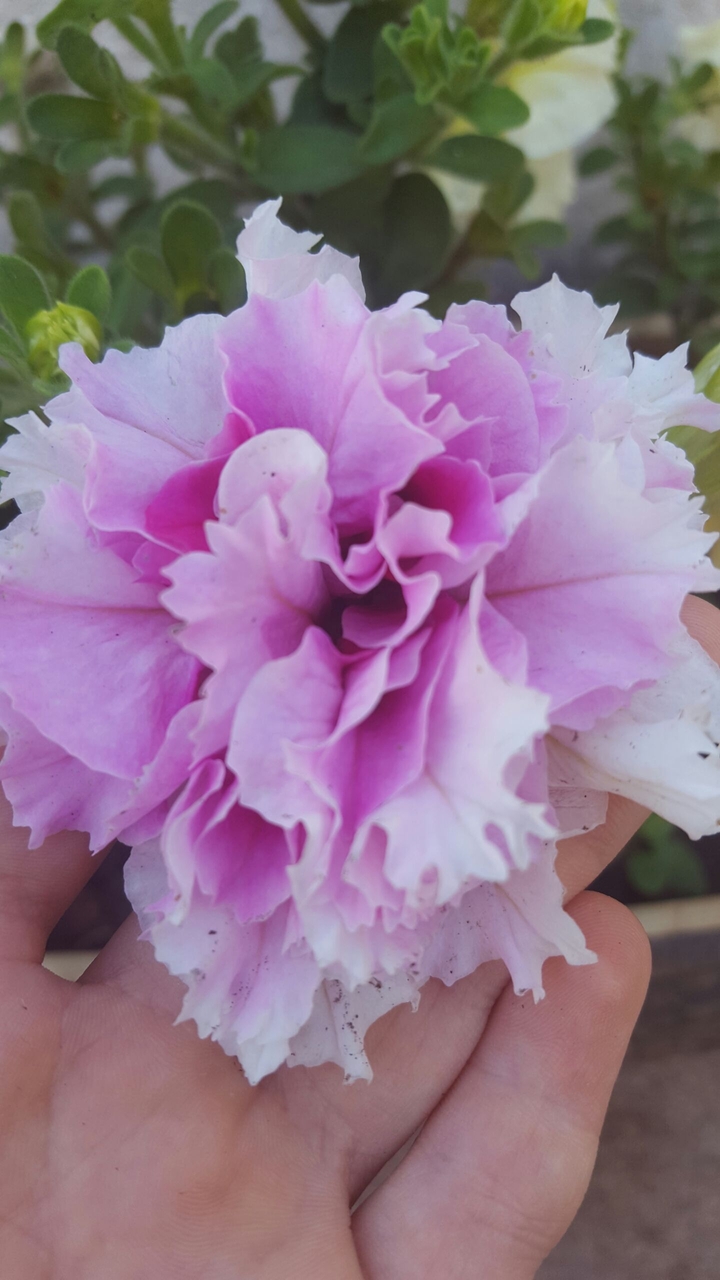 Pink...