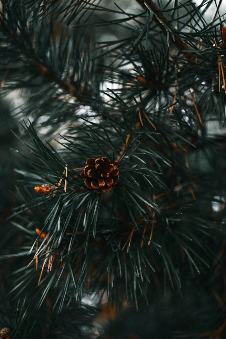 Branches