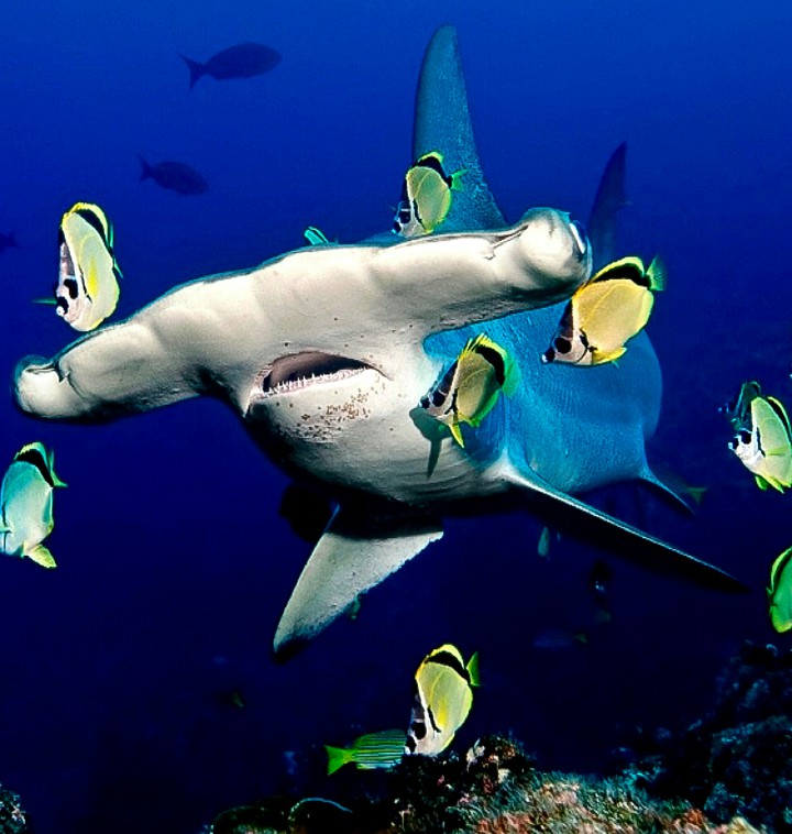 Hammerhead and Friends