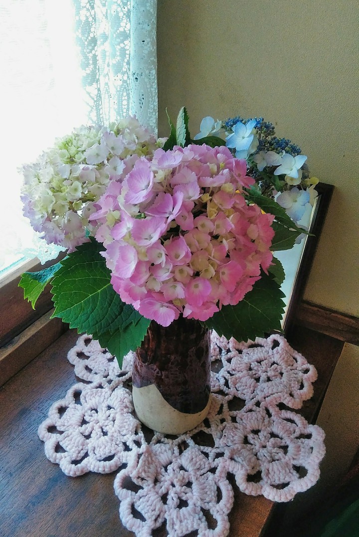 hydrangea