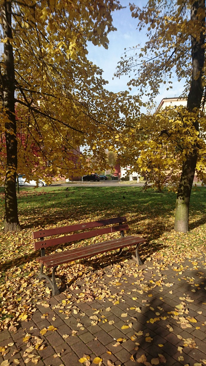 The park