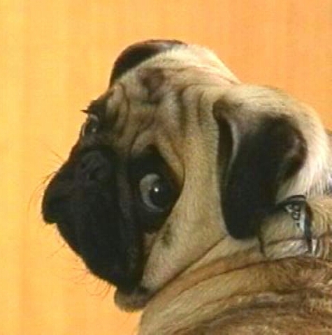 Carlino