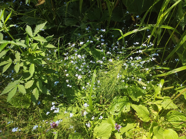 flowers