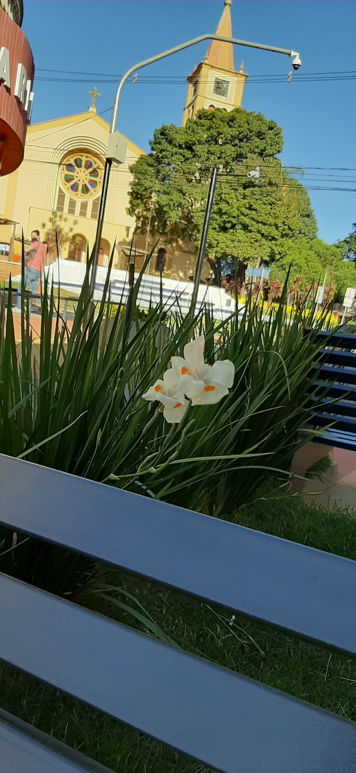 #flor